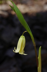 Uvularia puberula