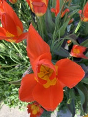 Tulipa