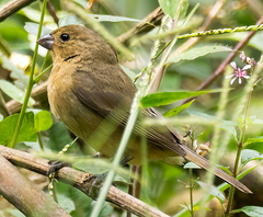 Yellow-Bellied Seedeater photo 4