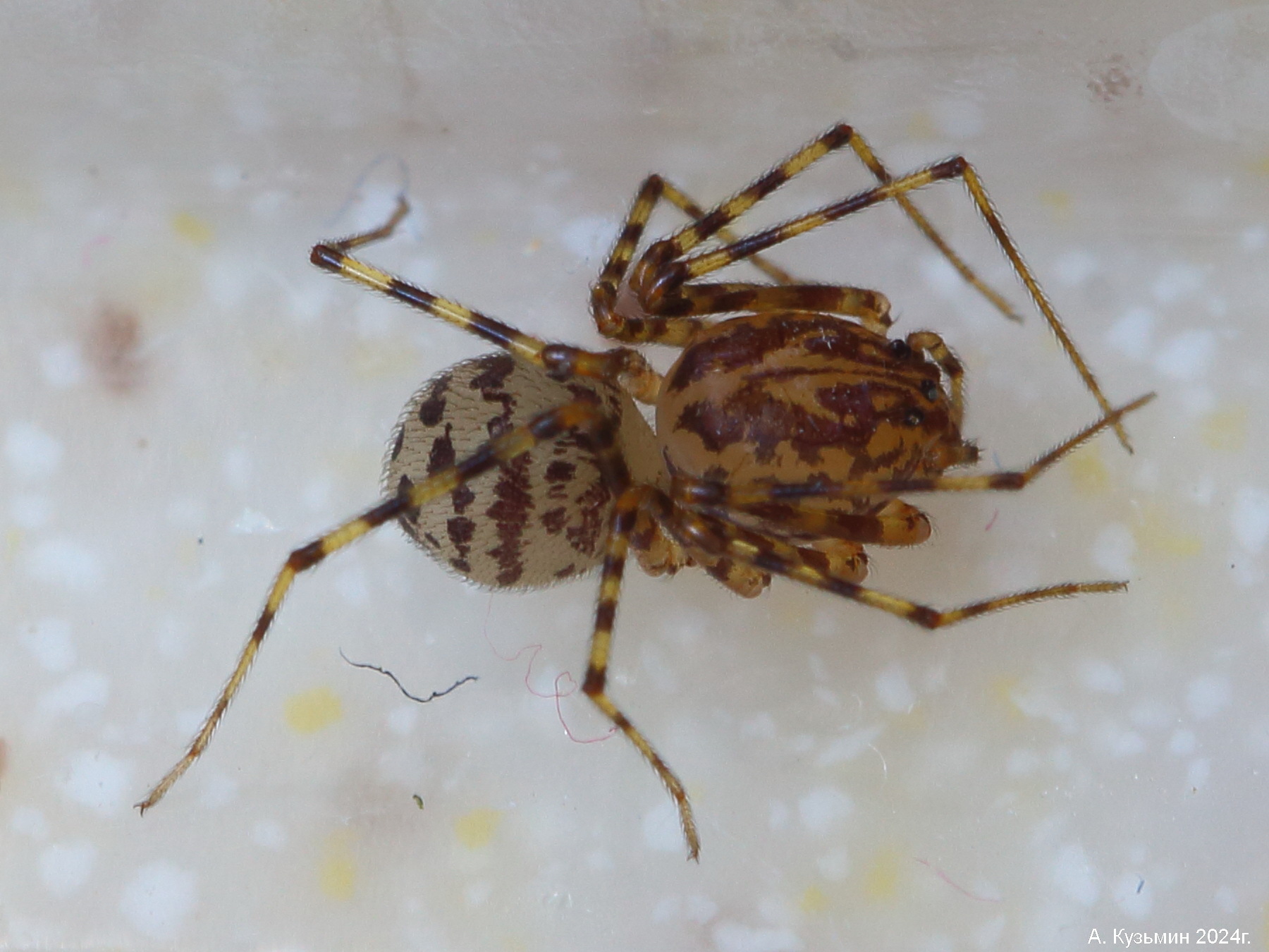 Сцитодес Большегрудый (Scytodes thoracica)