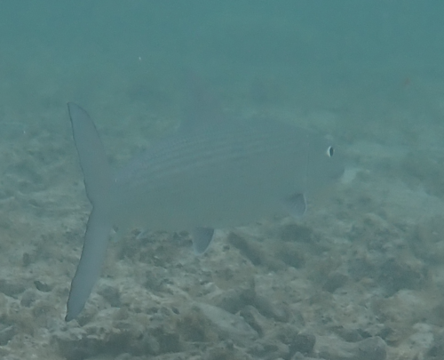 Silver bonefish (Albula argentea) — Albulidae