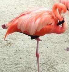 Phoenicopterus ruber