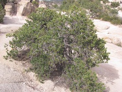 Pinus cembroides bicolor