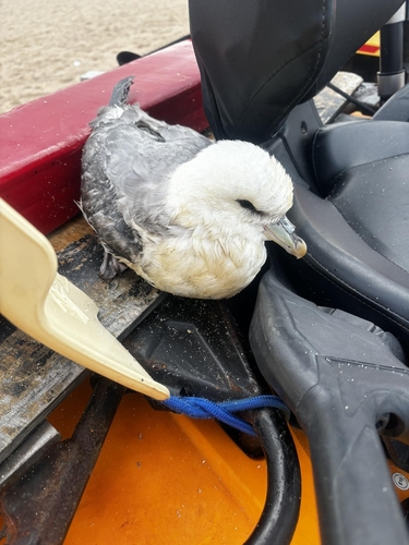 Northern Fulmar