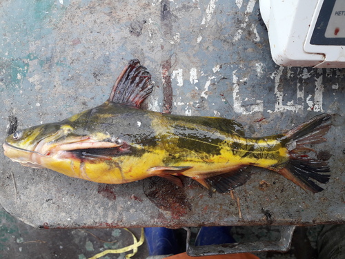 Banded catfish (Tachysurus fulvidraco) — Bagridae — 4