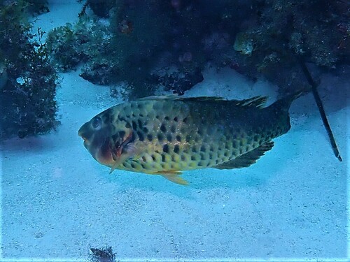 Blue-spotted parrotfish (Leptoscarus vaigiensis) — Scaridae — 4