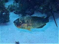 Marbled Parrotfish photo 4