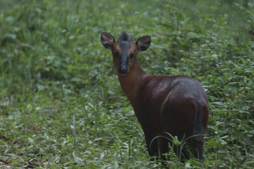 Kivu Duiker