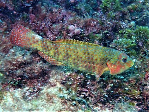 Blue-spotted parrotfish (Leptoscarus vaigiensis) — Scaridae — 5