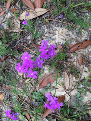 Verbena pulchella