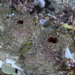 Pyura doppelgangera