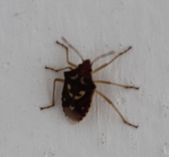 Oebalus poecilus