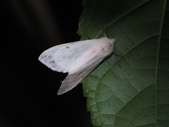 Lemyra