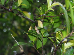 Paracymoriza cataclystalis