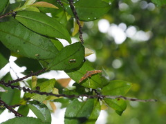 Paracymoriza cataclystalis