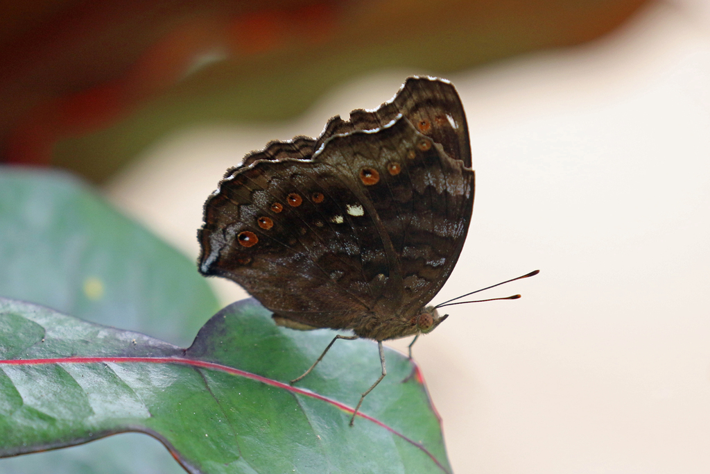 Brown Pansy