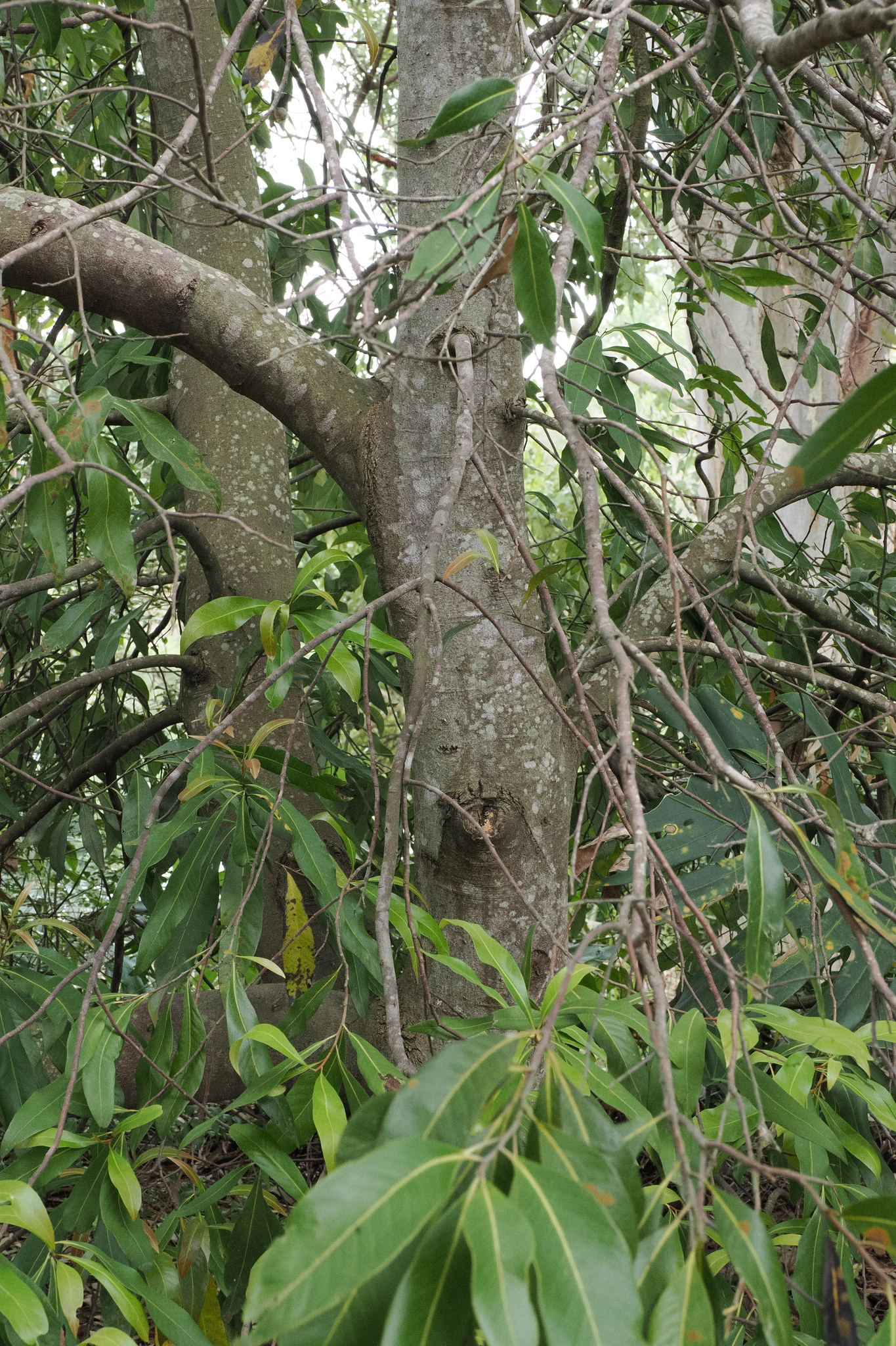 Imagem de Árvore-de-ivory