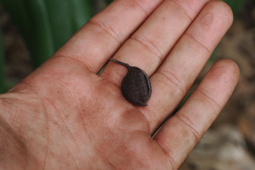 Buckinghamia celsissima