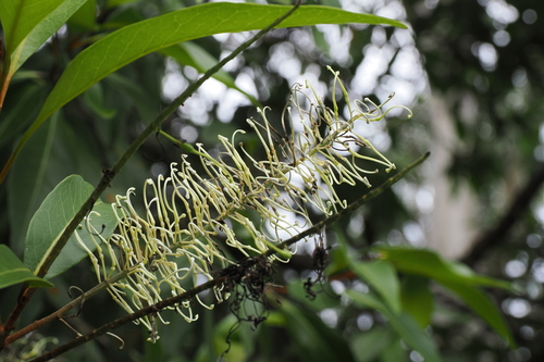 Buckinghamia celsissima