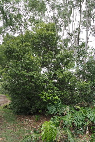 Buckinghamia celsissima
