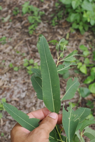 Eucalyptus raveretiana, photograph 5