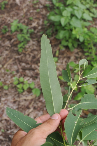 Eucalyptus raveretiana, photograph 6