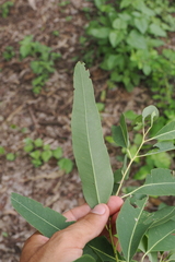 Eucalyptus raveretiana, photograph (c) Lucas Christofides, some rights reserved (CC BY)