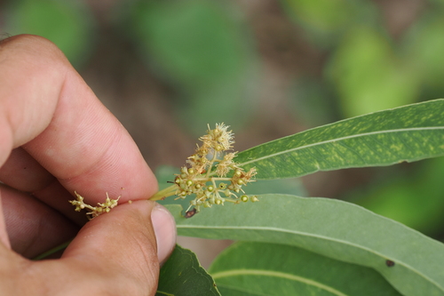 Eucalyptus raveretiana, photograph 4