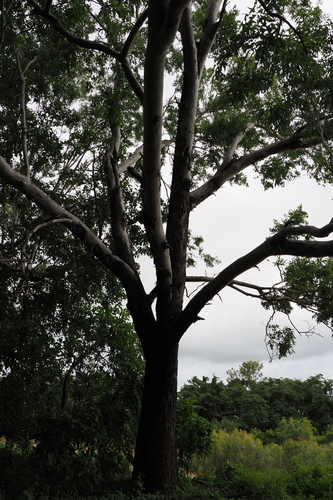 Eucalyptus raveretiana, photograph 2