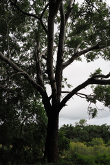 Eucalyptus raveretiana, photograph (c) Lucas Christofides, some rights reserved (CC BY)