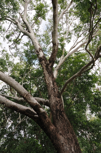 Eucalyptus raveretiana