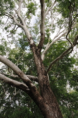 Eucalyptus raveretiana