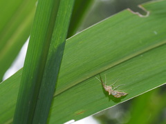 Paracymoriza cataclystalis