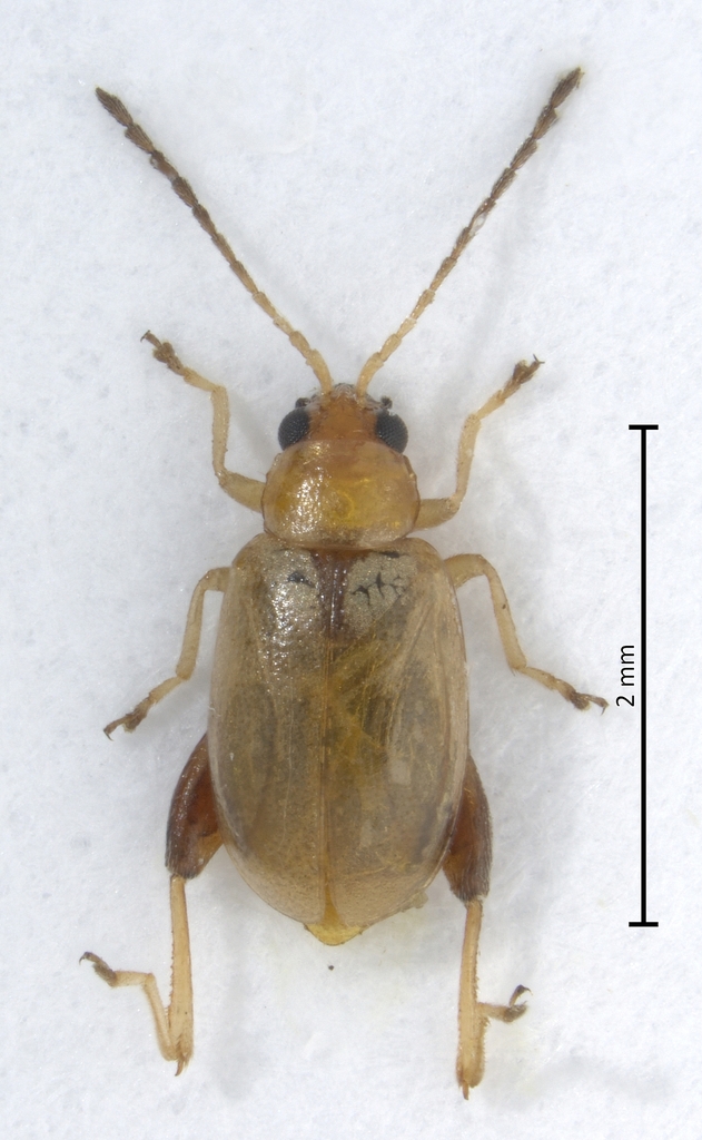 Longitarsus albineus