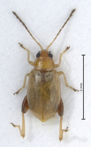 Representative image of Longitarsus albineus