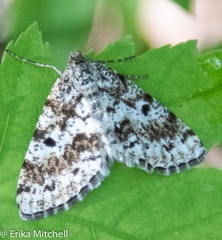 Eufidonia discospilata