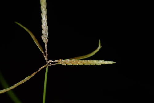 Cyperus sulcinux iNat (2)