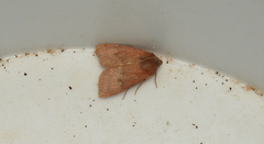 Orthosia transparens