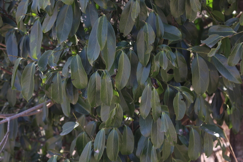 Ebony (Diospyros ebenum)