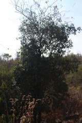 author not stated, no rights reserved Diospyros ebenum, photograph author not stated, no rights reserved