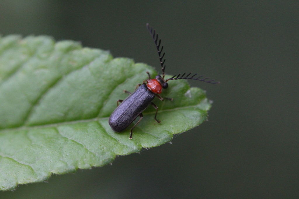 Laemoglyptus