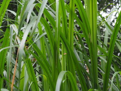 Paracymoriza cataclystalis