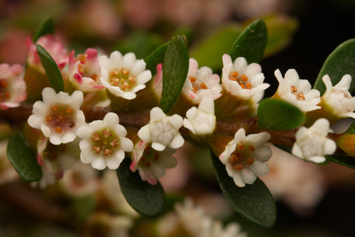 Thryptomene micrantha Hook.fil.