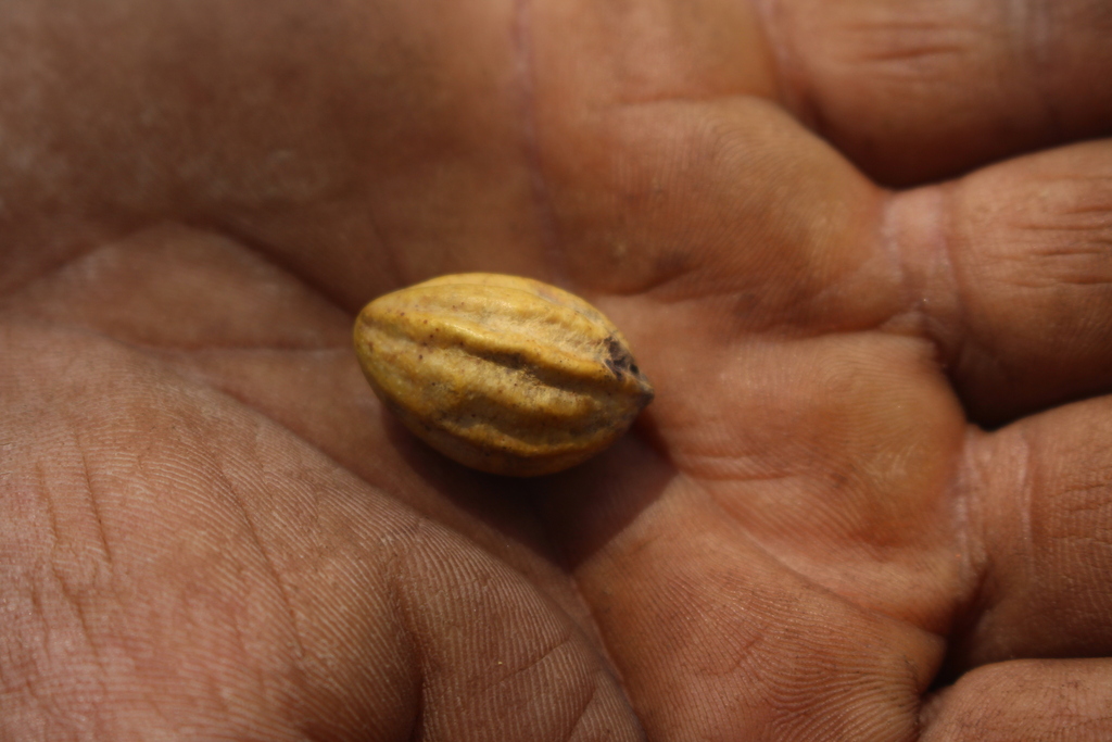 Cây Chiêu Liêu – Terminalia chebula