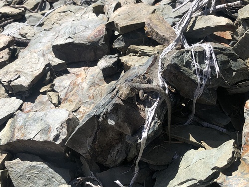 iNaturalist observation photo of Western Side-blotched Lizard