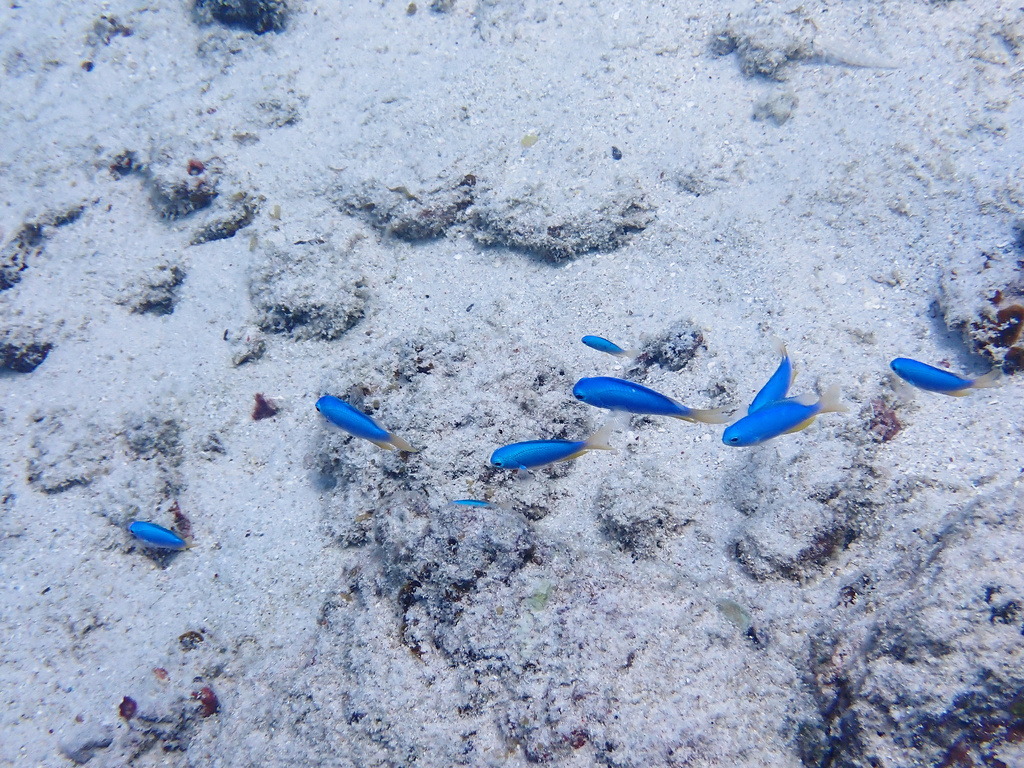 Blue Damsel
