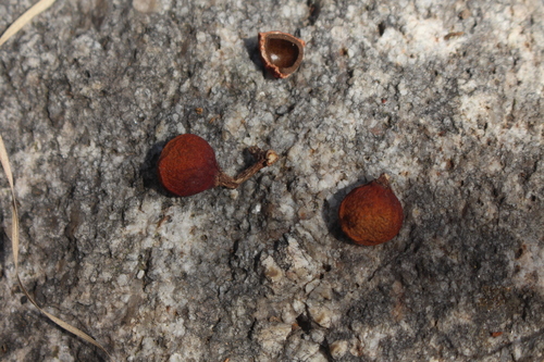 Image of Buchanania Axillaris (Buchanania axillaris) by no rights reserved
