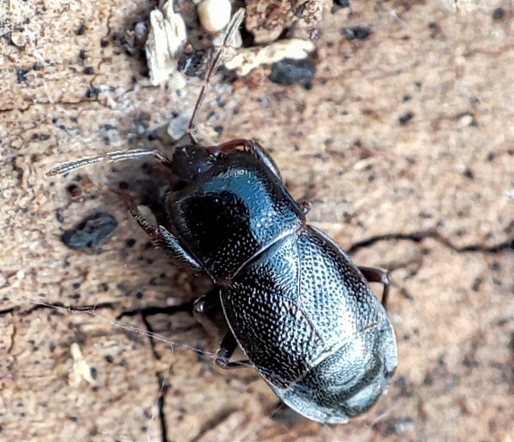 Plinthisus
