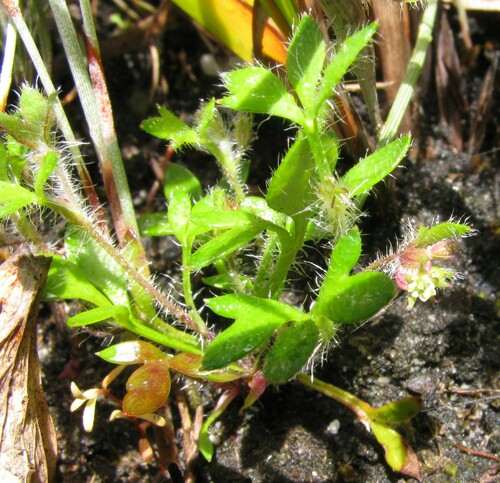 Image of Xanthosia tasmanica by no rights reserved