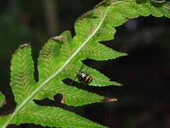 Chrysocoris fascialis